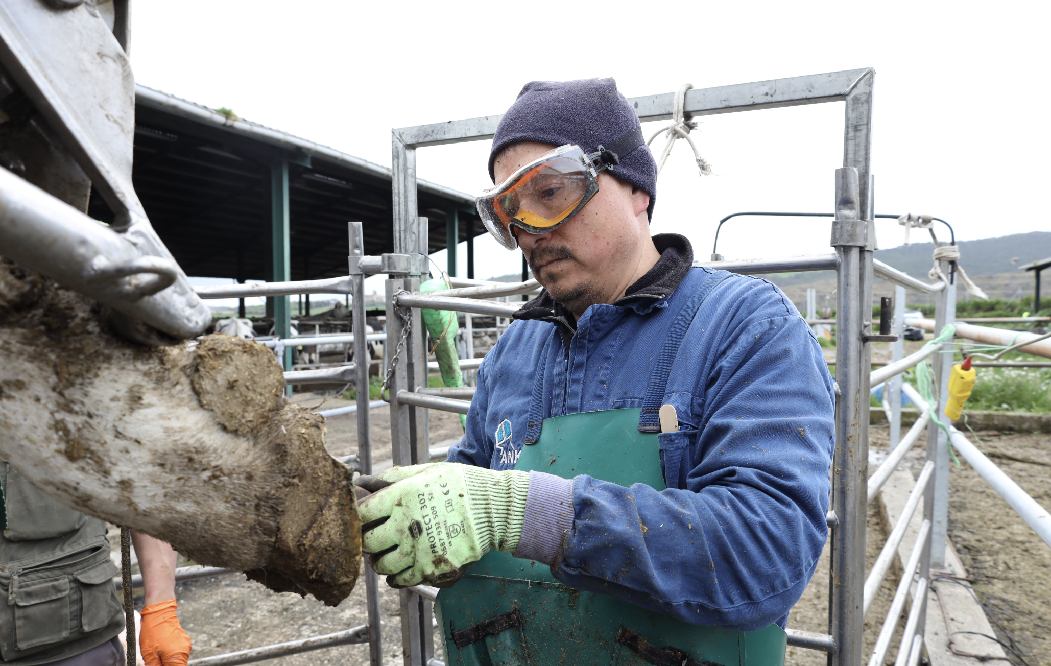 Descanso terapéutico en vacas cojas: Cómo elegir y aplicar el taco perfecto